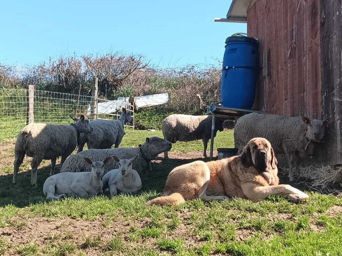 Corderos  - imagen 1