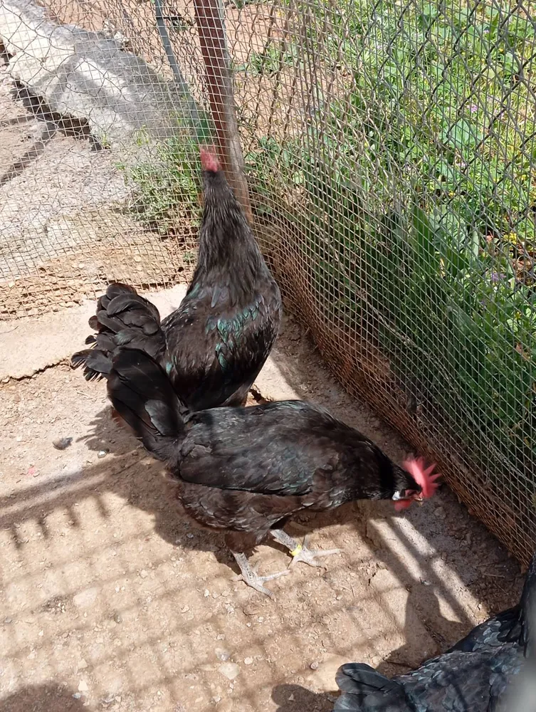 Huevos fértiles de castellana negra  - imagen 1