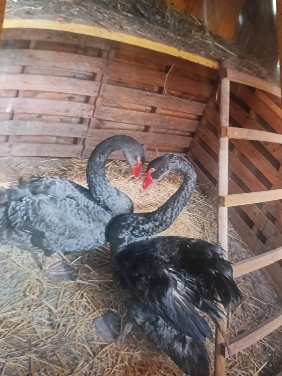 Se vende pareja de cisnes negro de 3 años  - imagen 1