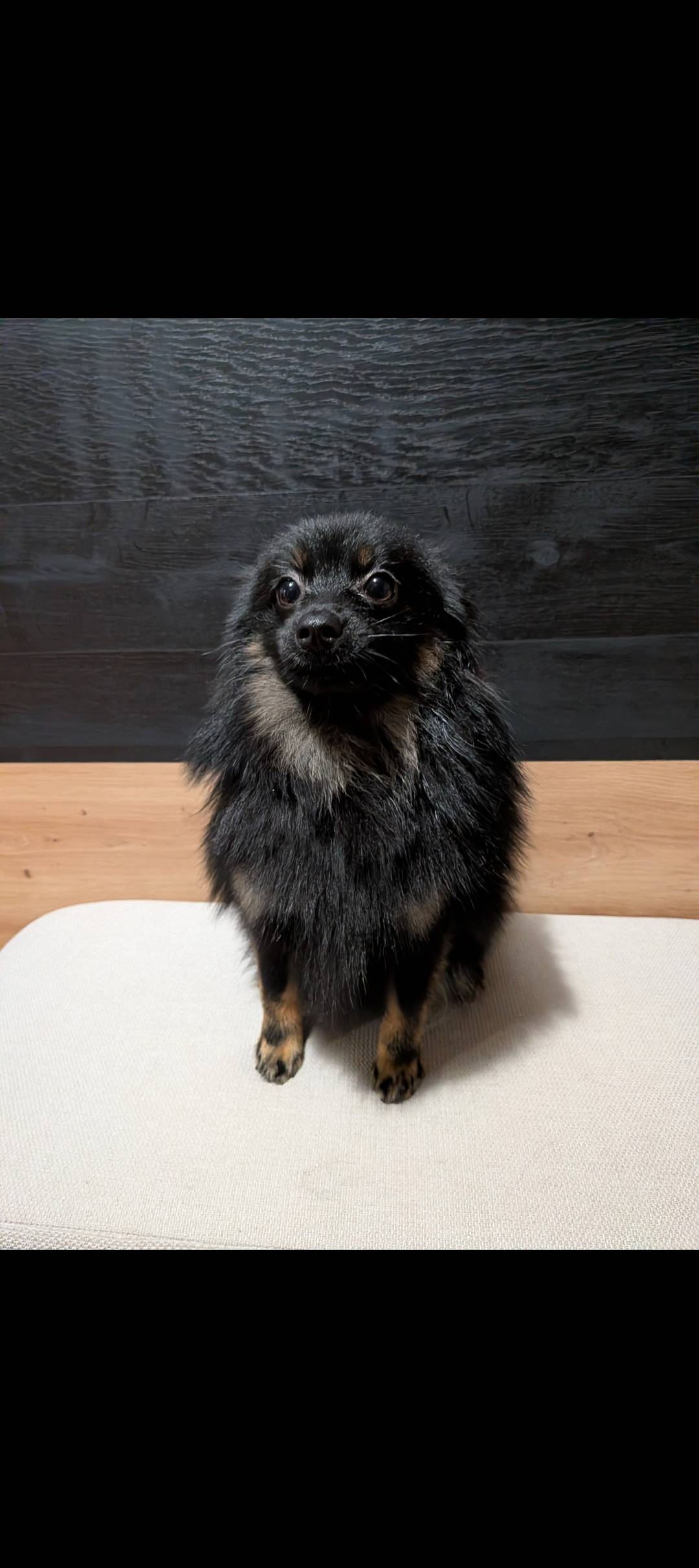 Pomerania  - imagen 1