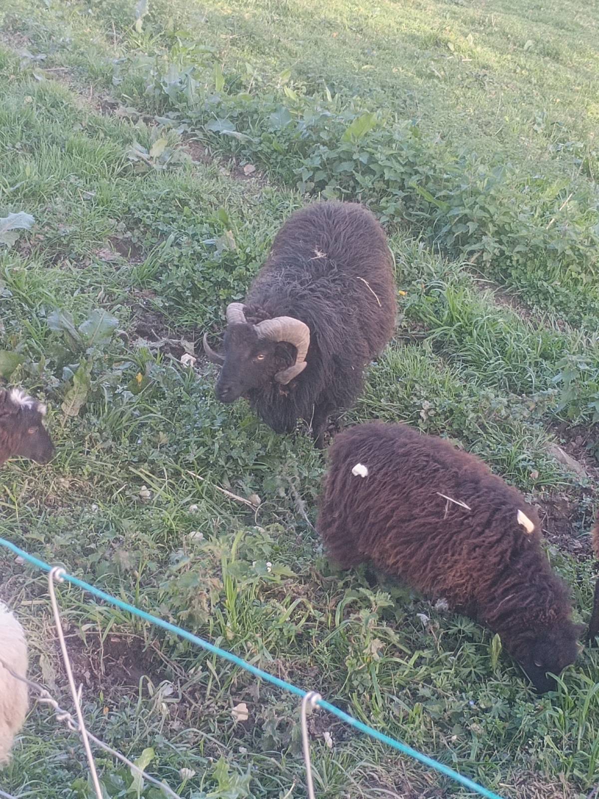 Carnero enano ouessant  - imagen 1
