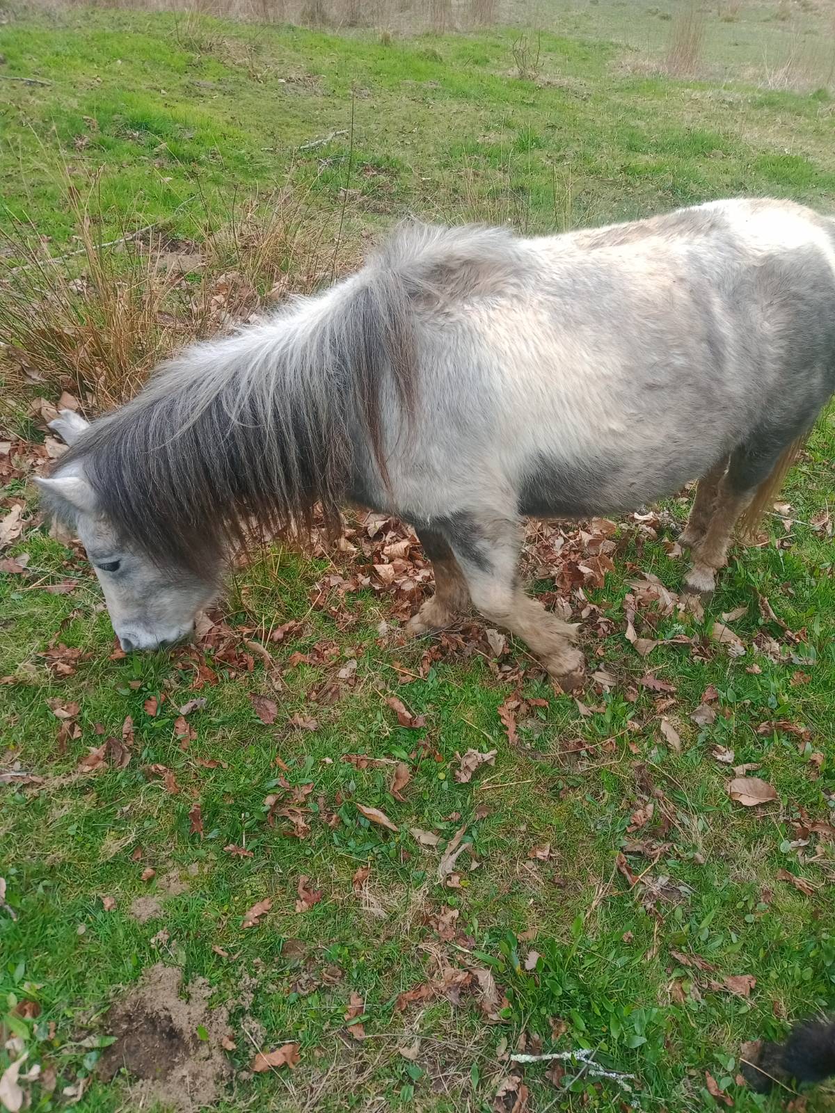 Ponis hembra  - imagen 1