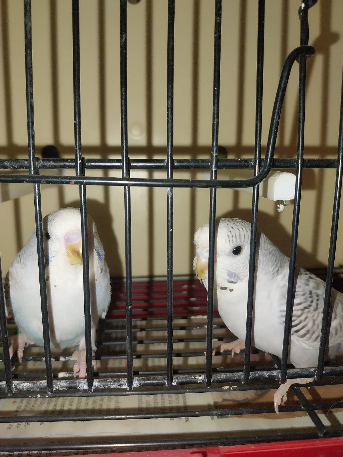 Lotes de periquitos  - imagen 1