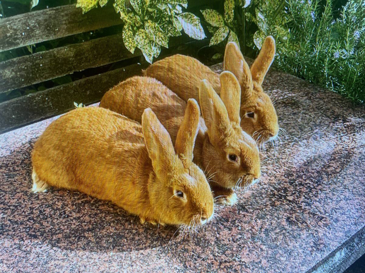 se venden conejos leonados de borgoña puros - imagen 1