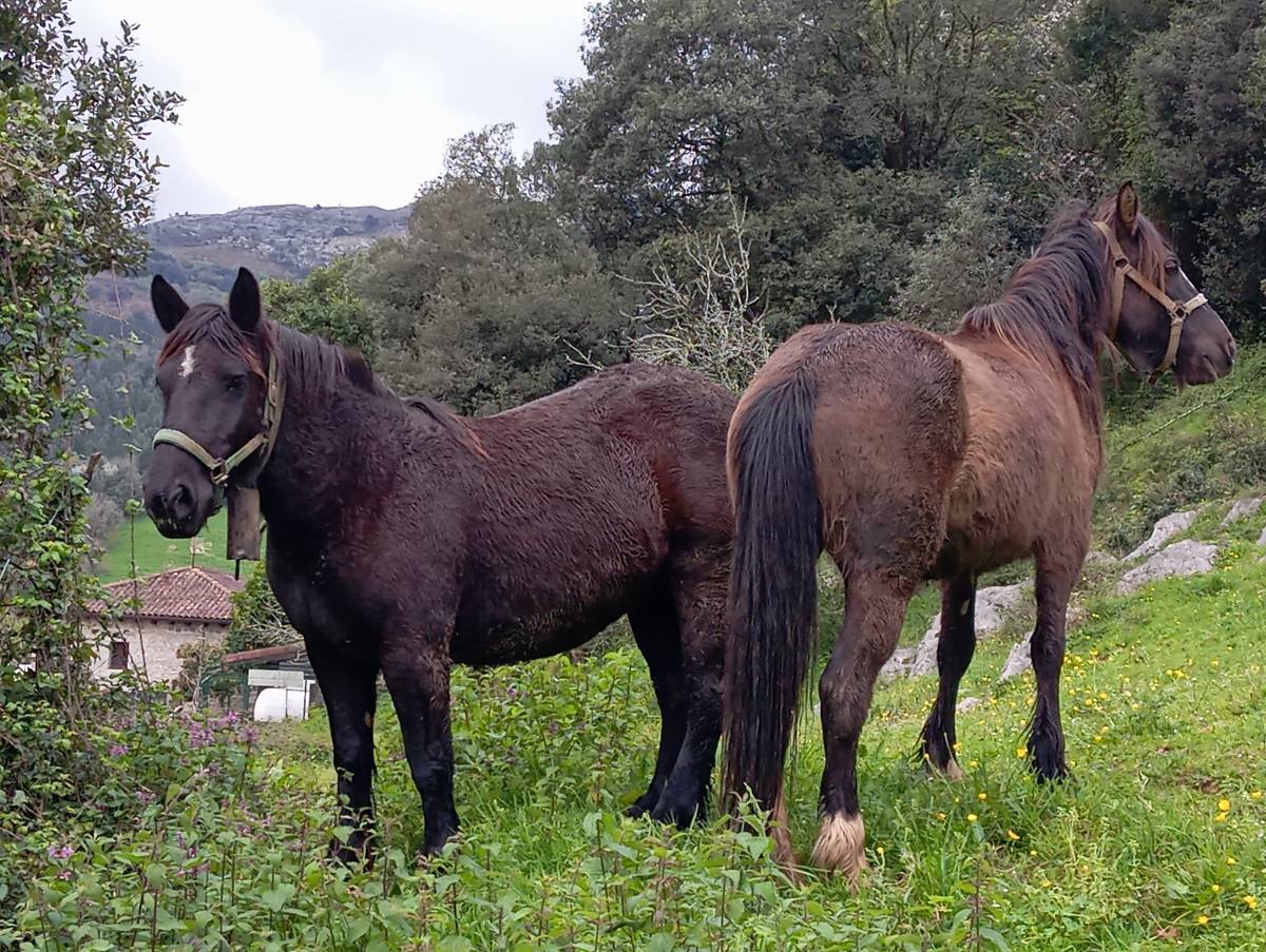 Se venden potras  - imagen 1