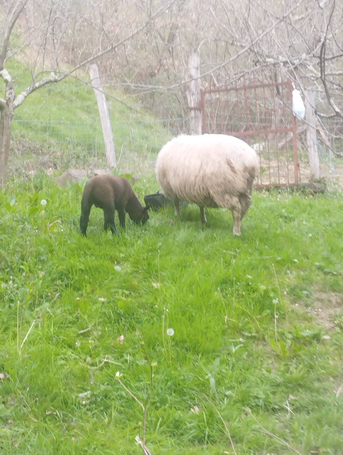 Vendo o cambio por corderas oveja de 6 años con macho - imagen 1