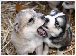 Cachorros husky siberiano - imagen 1