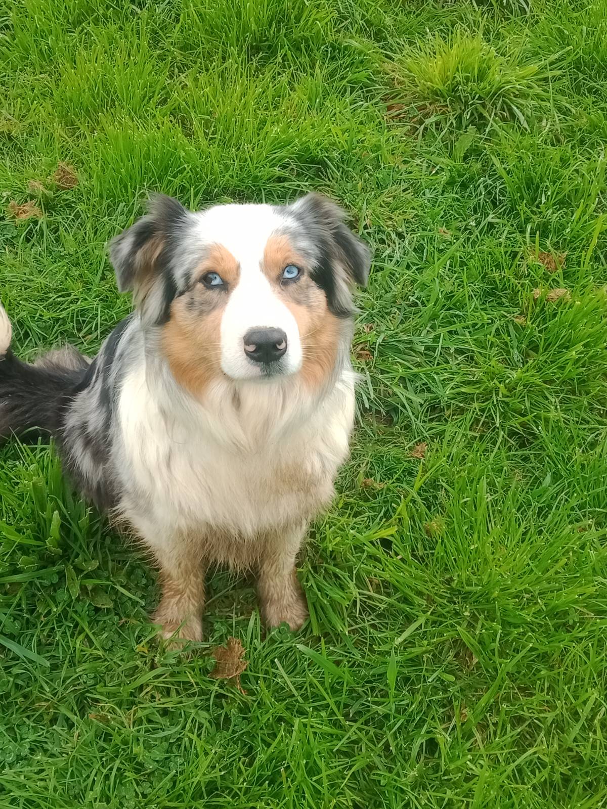 Pastor australiano  - imagen 1