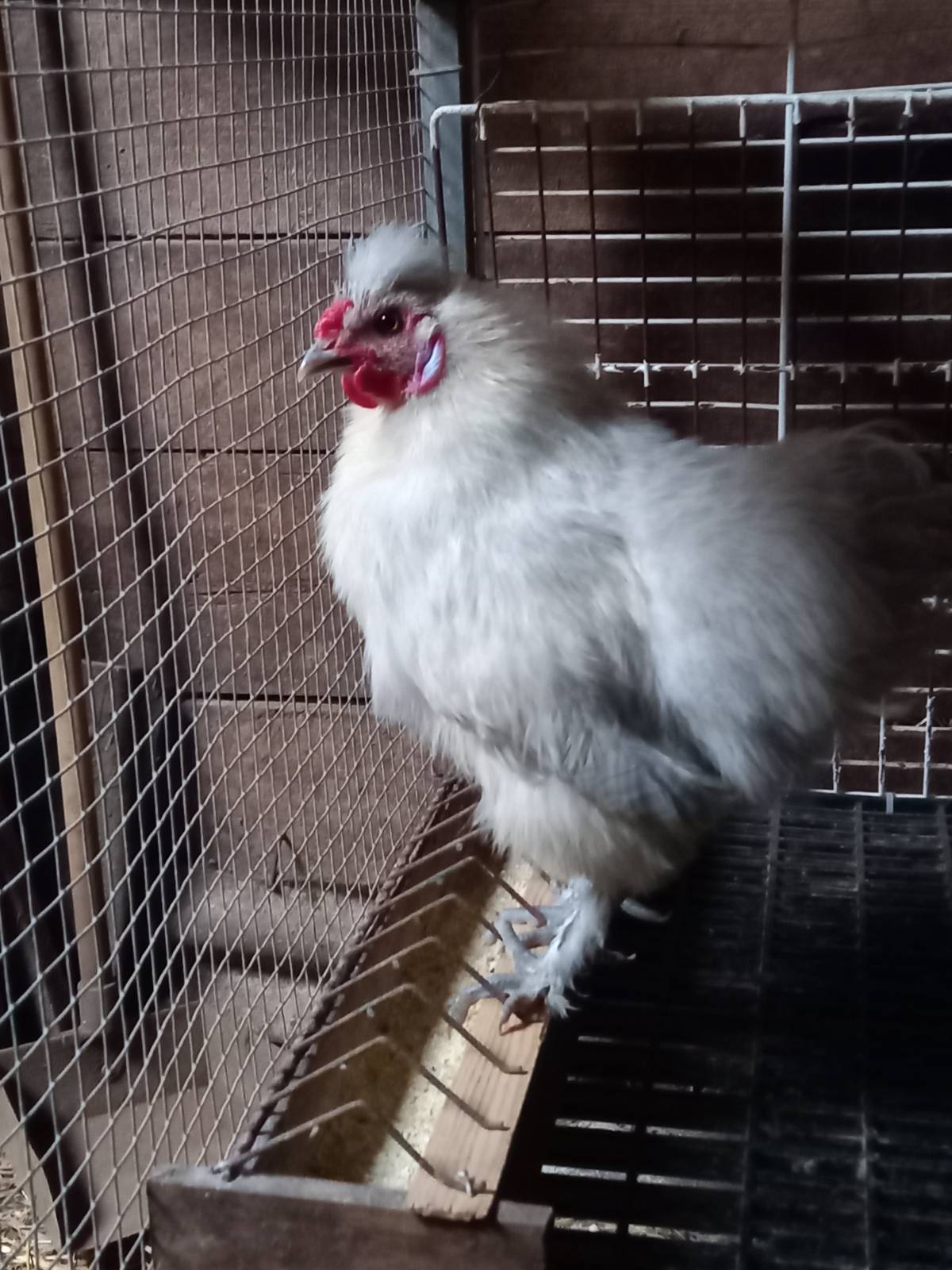 Machos sedosos - imagen 1