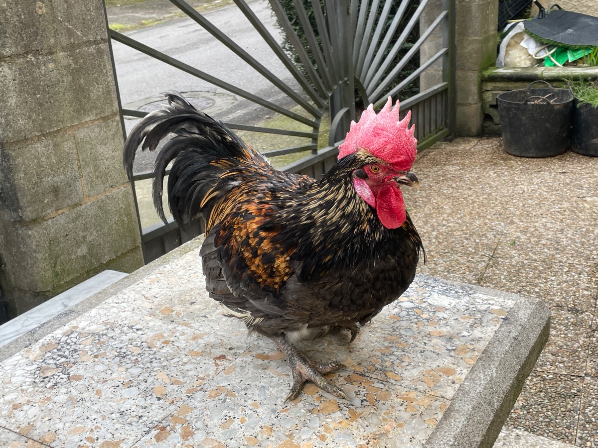 se vende gallo azul adulto - imagen 1