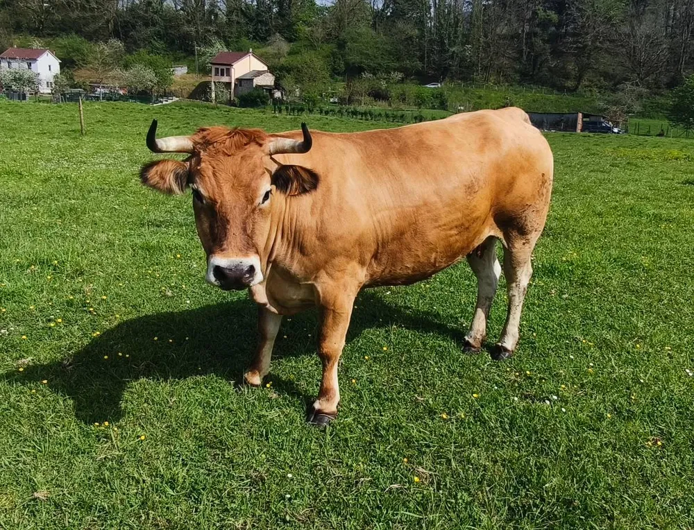 Vaca Asturiana de los Valles - imagen 1