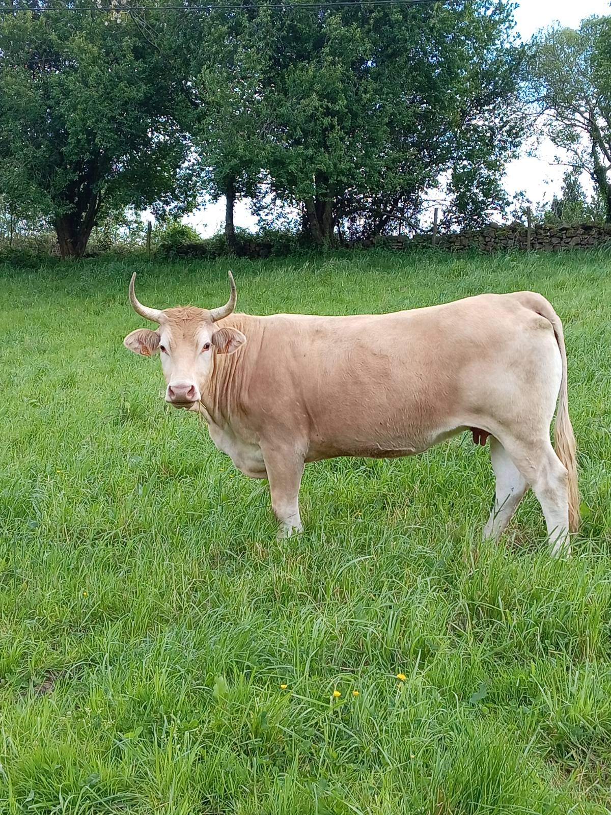 Pirenaicas - imagen 1