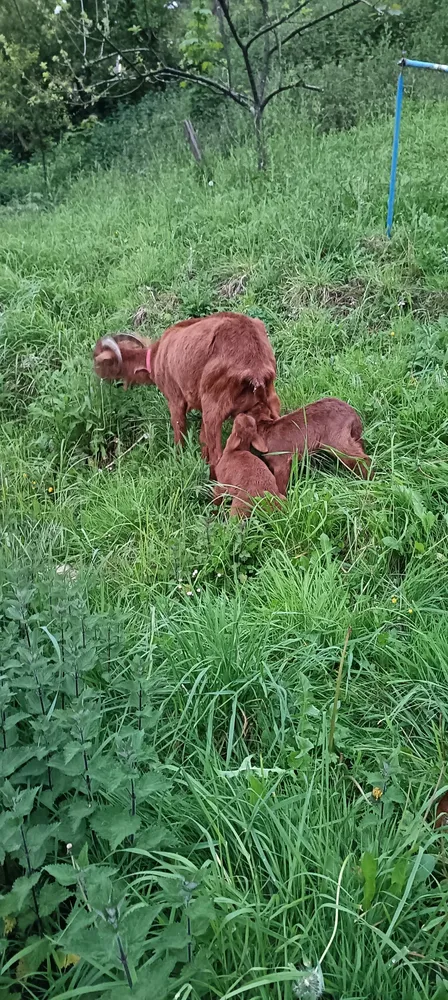 Cabra bermeya con dos hembras - imagen 1