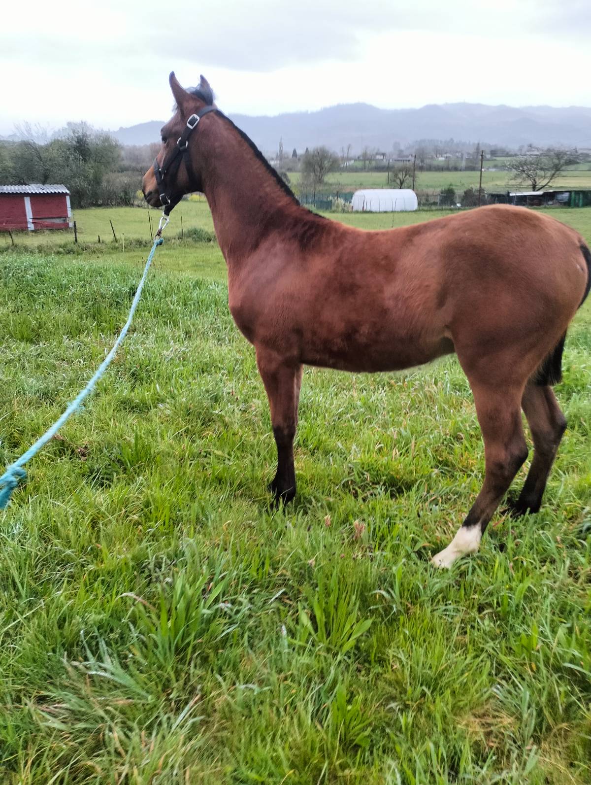 Potro algo árabe - imagen 1