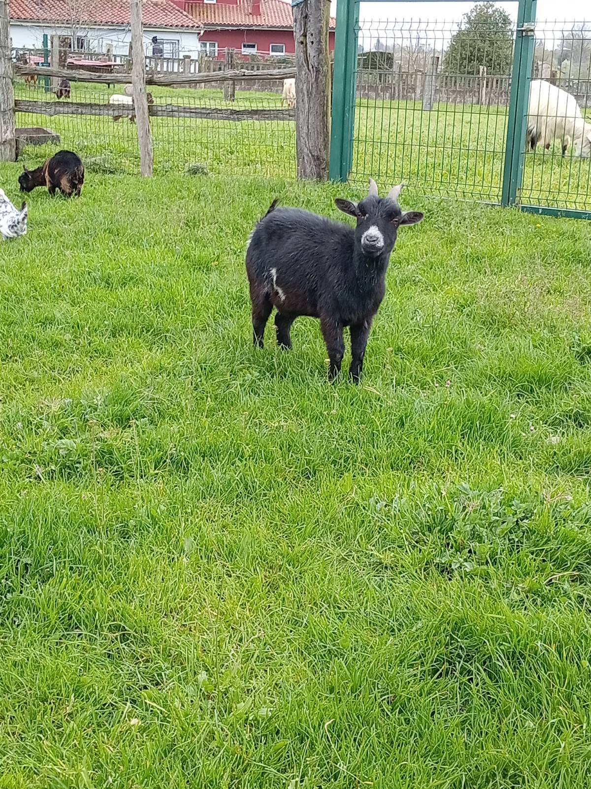 Cabra enana - imagen 1