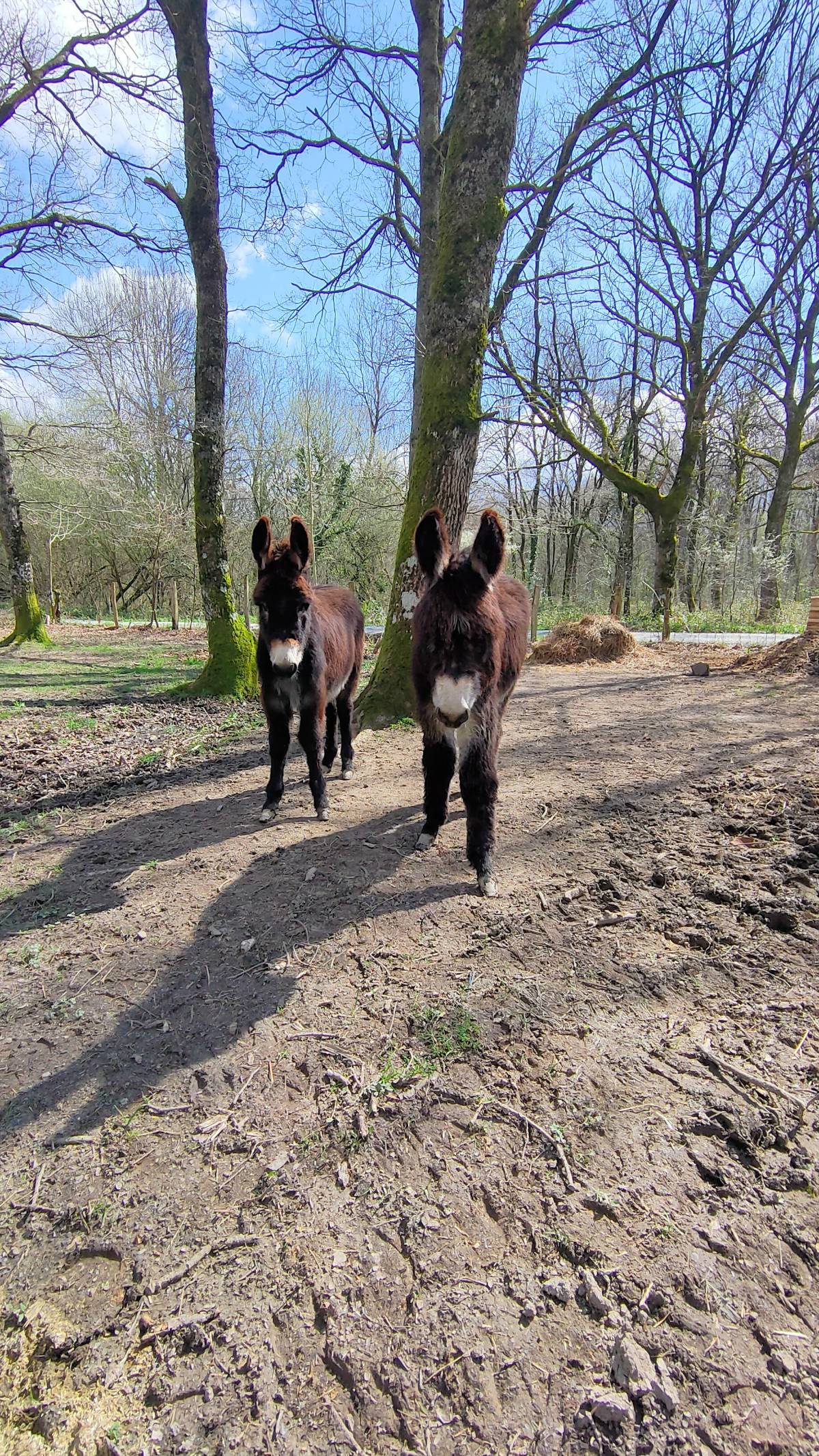 Burrico macho de 7 meses  - imagen 1