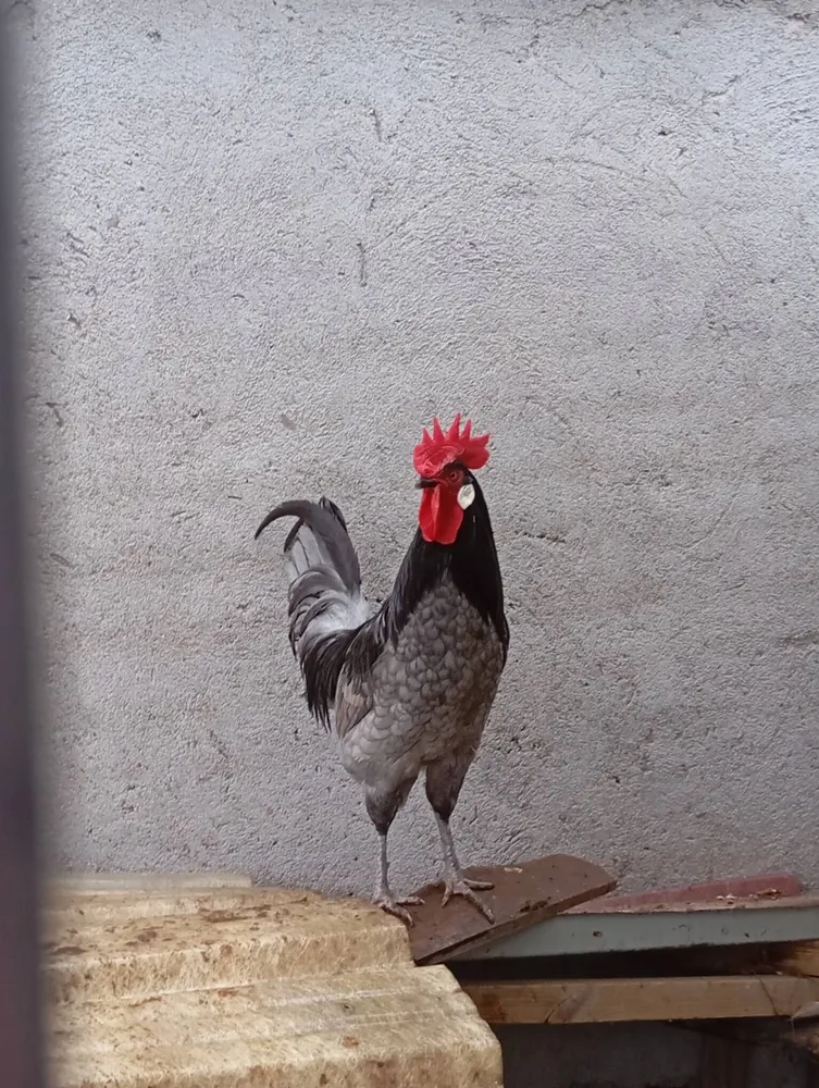 Gallos raza pura - imagen 1