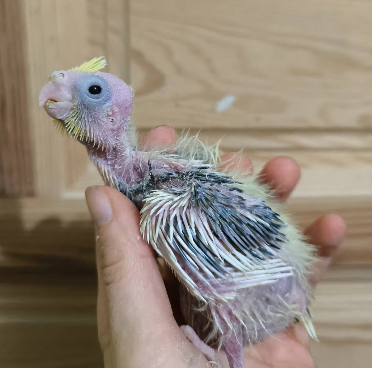 Ninfas y pyrrhuras papilleras - imagen 1