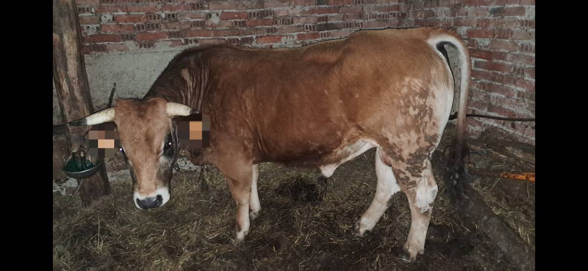 Novillo asturiana de los valles - imagen 1