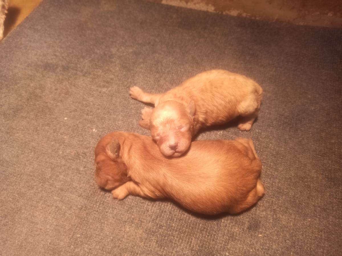 Se venden cachorros de caniche toy color apricot para entregar en un mes vacunados desparasitados revisión veterinaria y garantía veterinaria solo llamadas no contesto correos electrónicos ni whatsapps no marear por favor teléfono 673 15 18 37 Oviedo Asturias - imagen 1