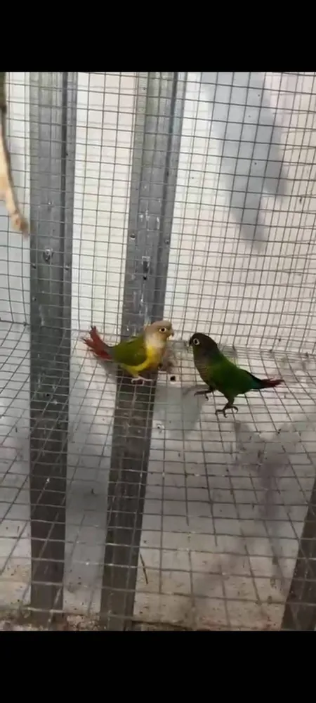 Pareja reproductora de pyrrhuras  - imagen 1