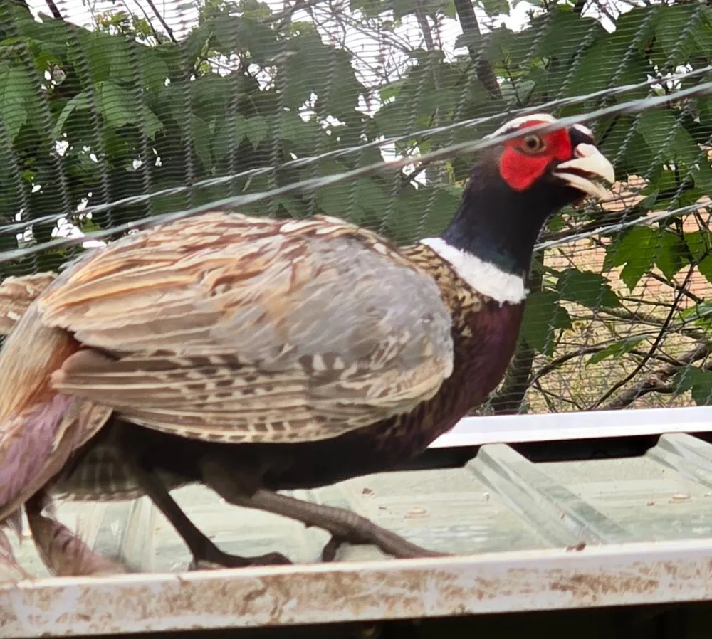 FAISÁN COMÚN - imagen 1