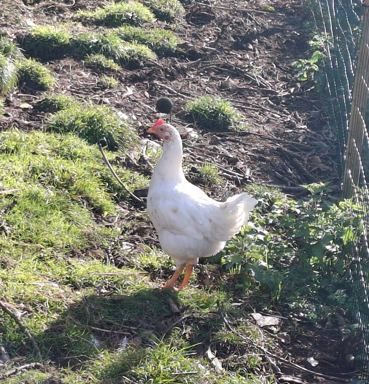 Se vende gallo roxo asturiano - imagen 1