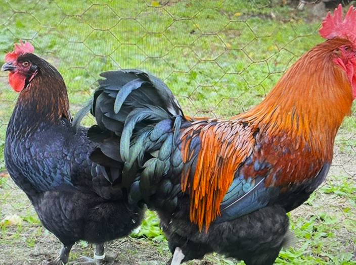 se venden huevos fertiles gallina marans - imagen 1