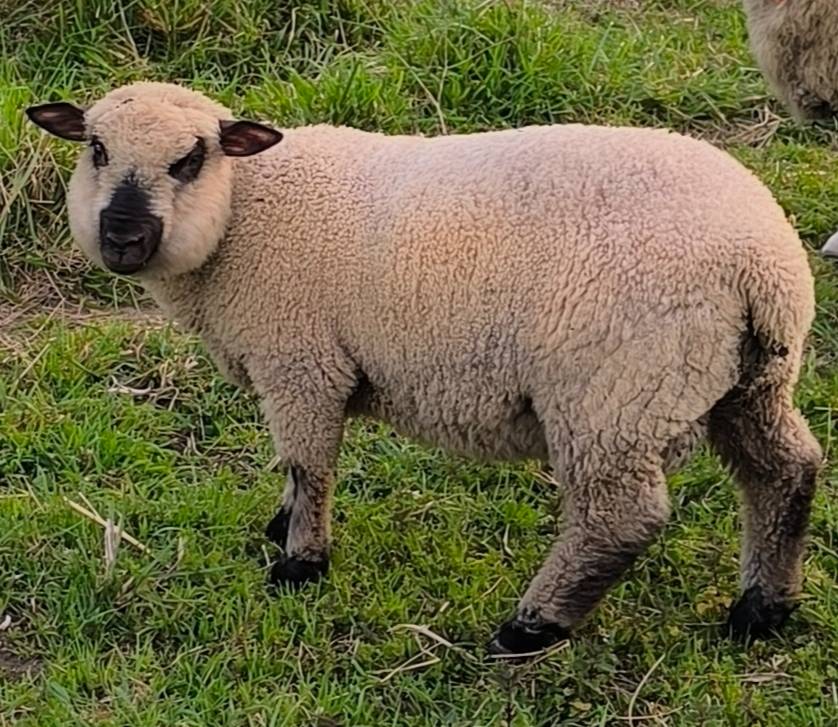 Cordero Hampshire disponible.  - imagen 1