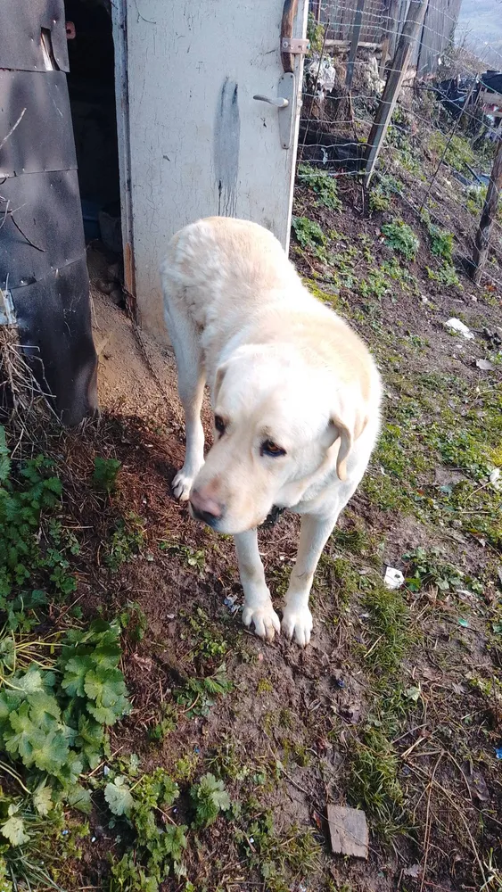 SE REGALA MASTINA - imagen 1