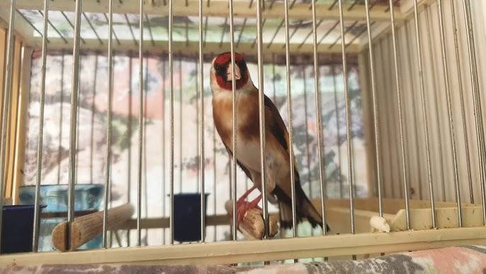 Jilgueros, camachuelos y más aves - imagen 1