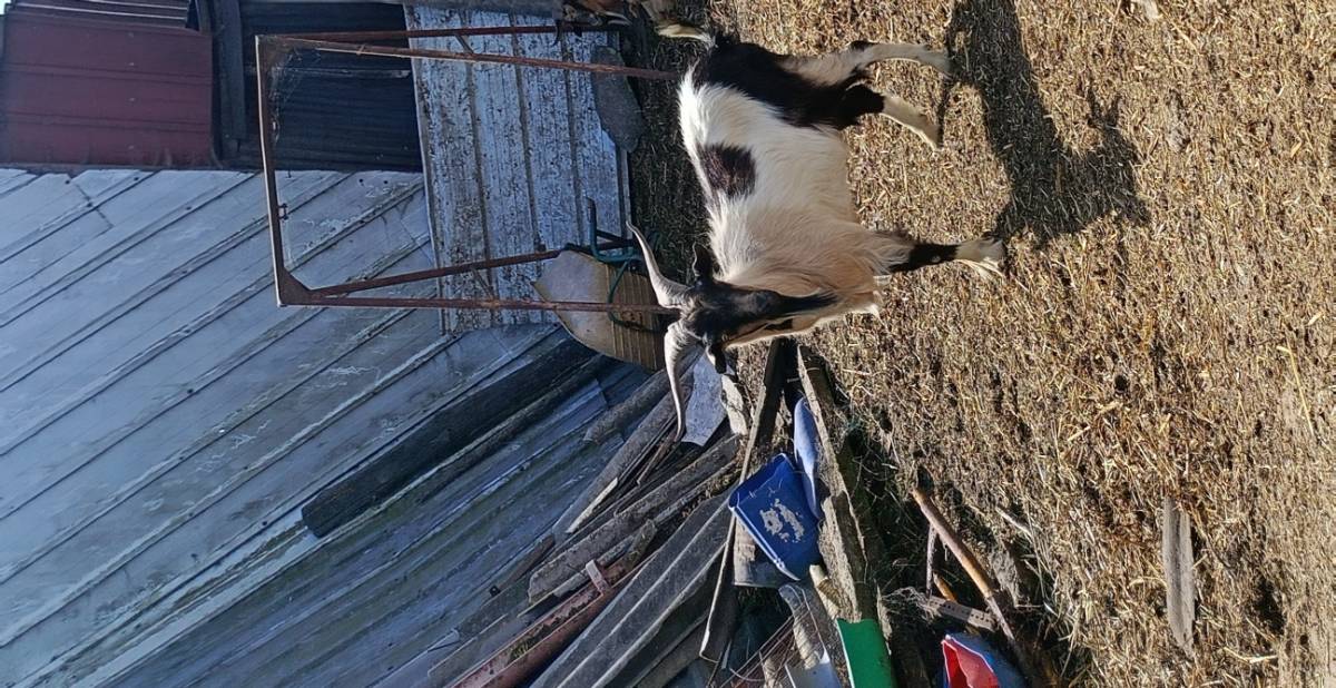 Se vende cabrito de año - imagen 1