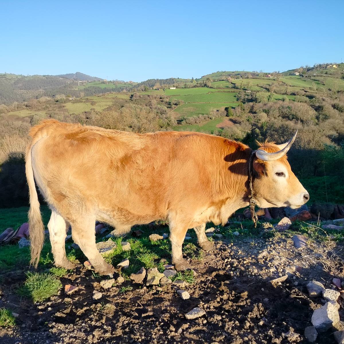 Dos bueyes casinos - imagen 1