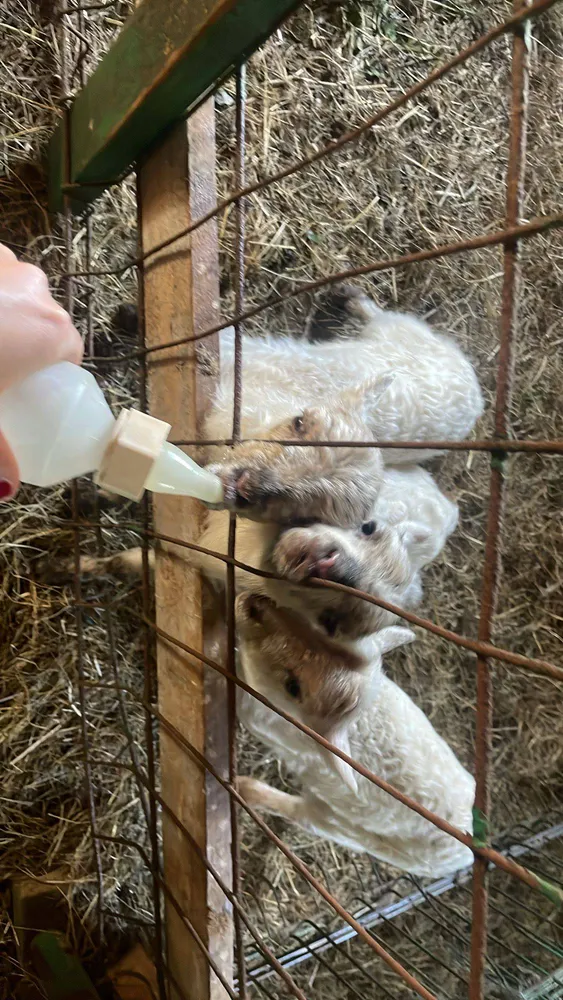 Corderos a biberon - imagen 1