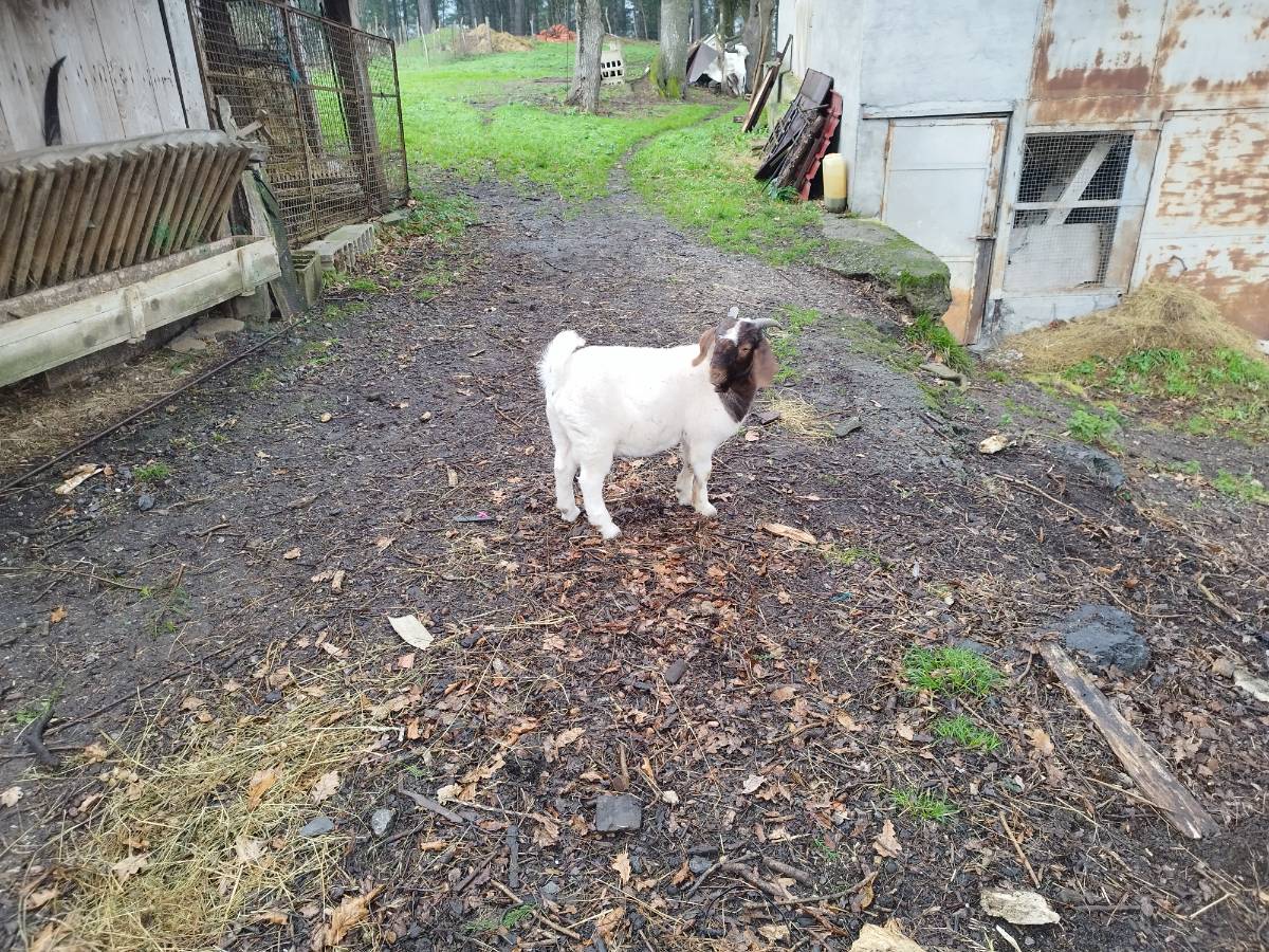 CABRON BOER PURO - imagen 1