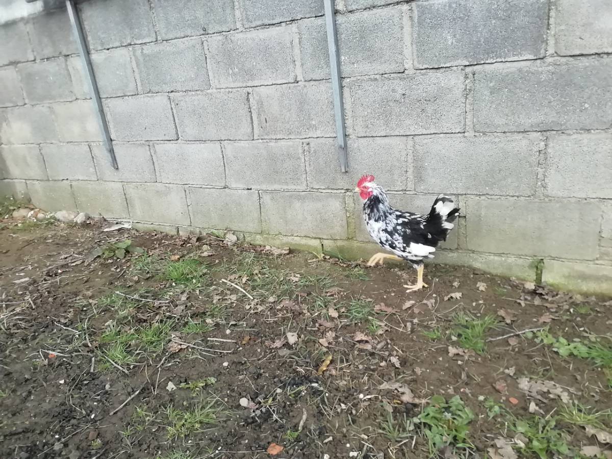 Se vende semikiko - imagen 1