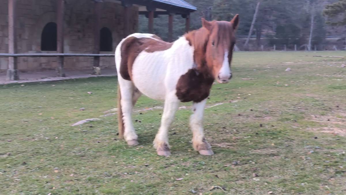 Se ofrece caballo Burguete Pinto pa cubrir 120€ - imagen 1