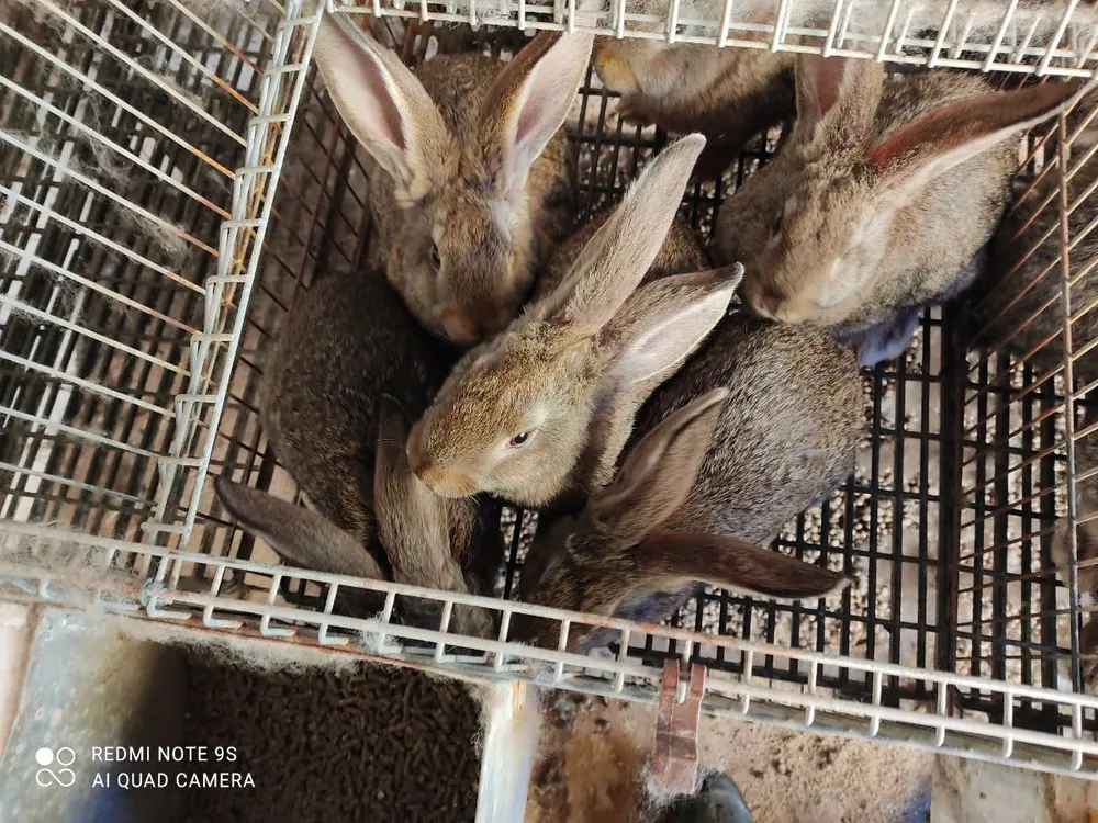 Conejos gigantes  - imagen 1