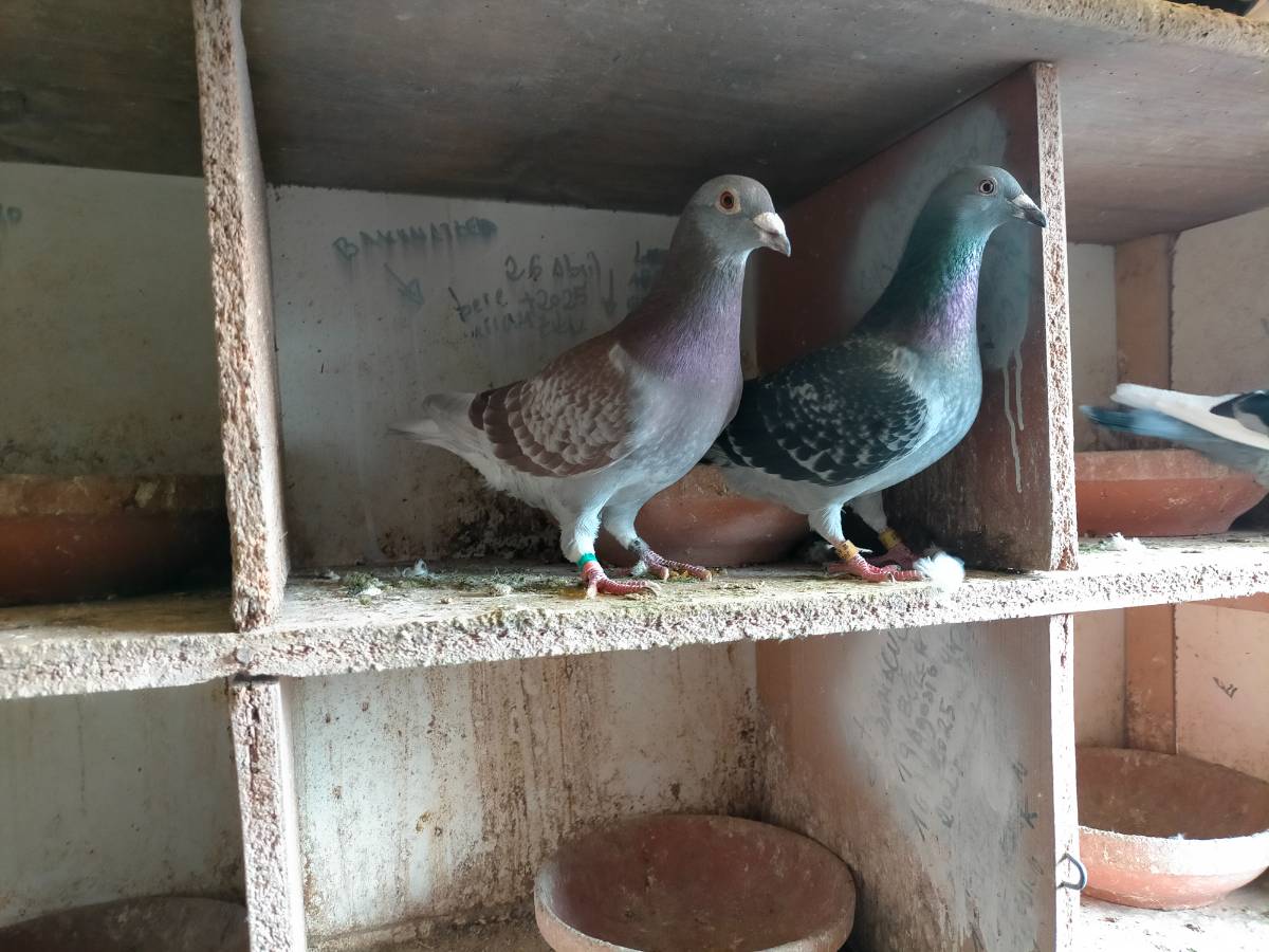 Palomas mensajeras - imagen 1