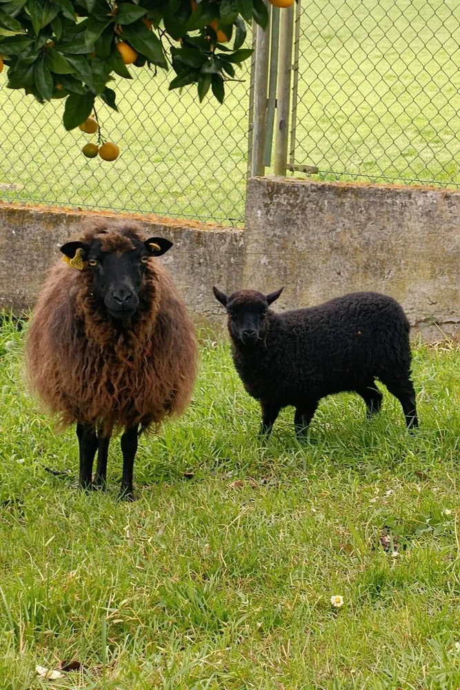 Se venden xaldas  - imagen 1