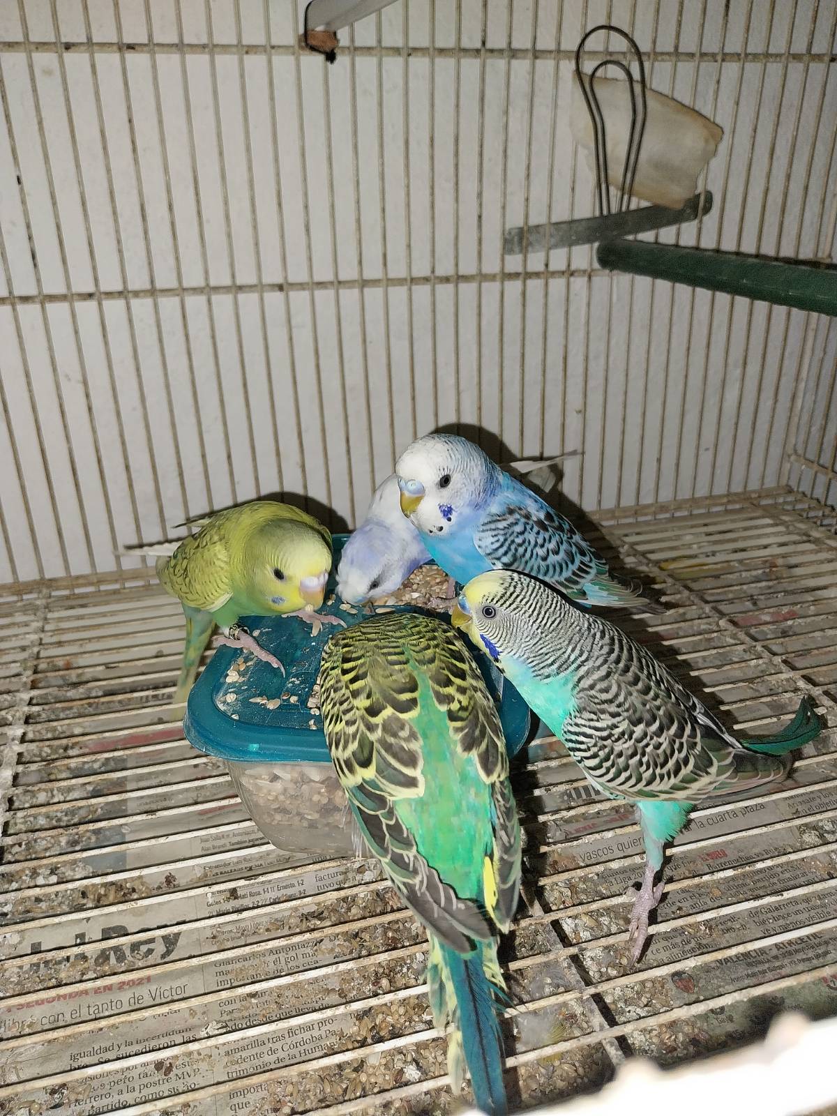 Periquitos  - imagen 1