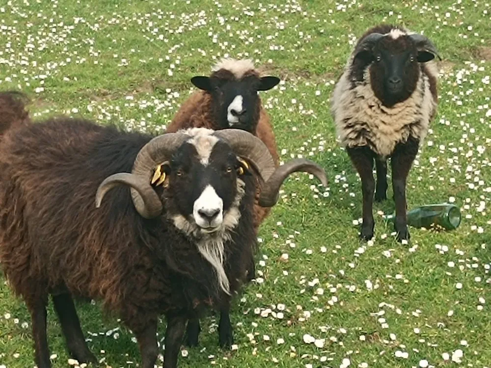 Carnero y cordero Xaldo - imagen 1