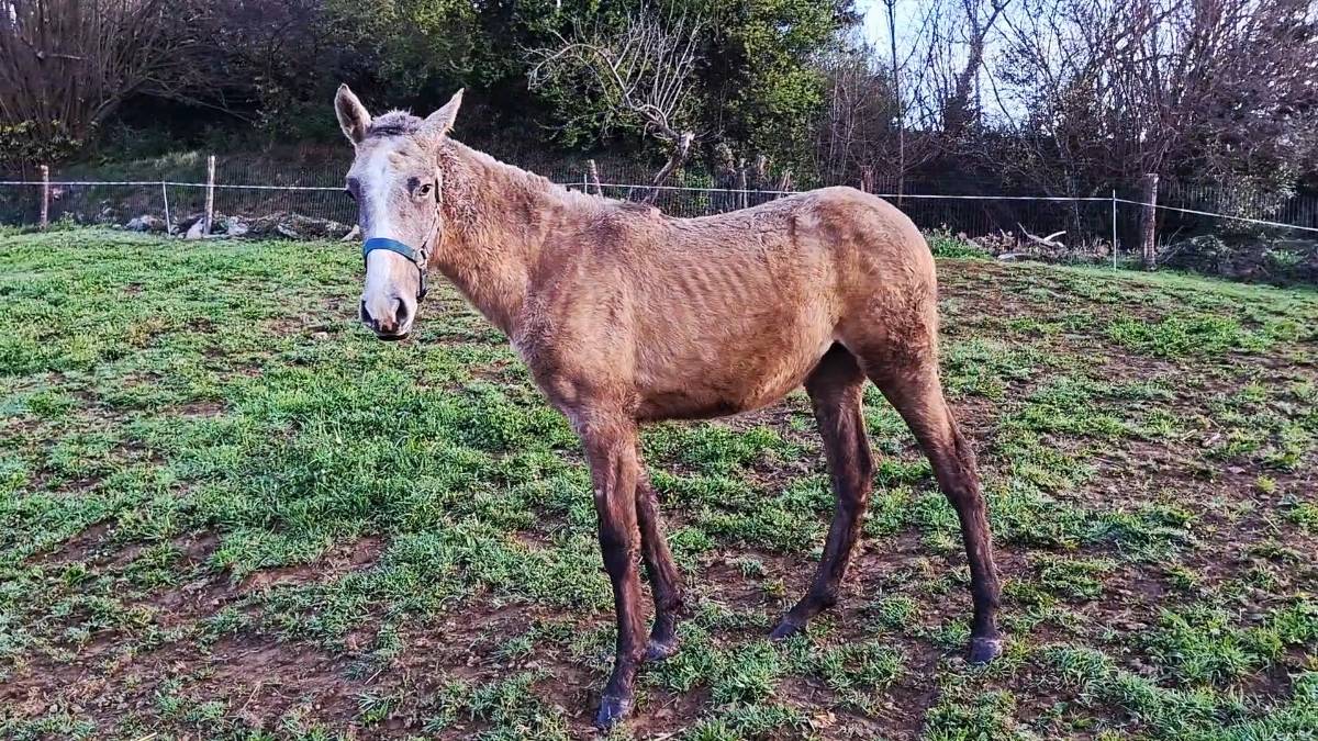 Potra española - imagen 1