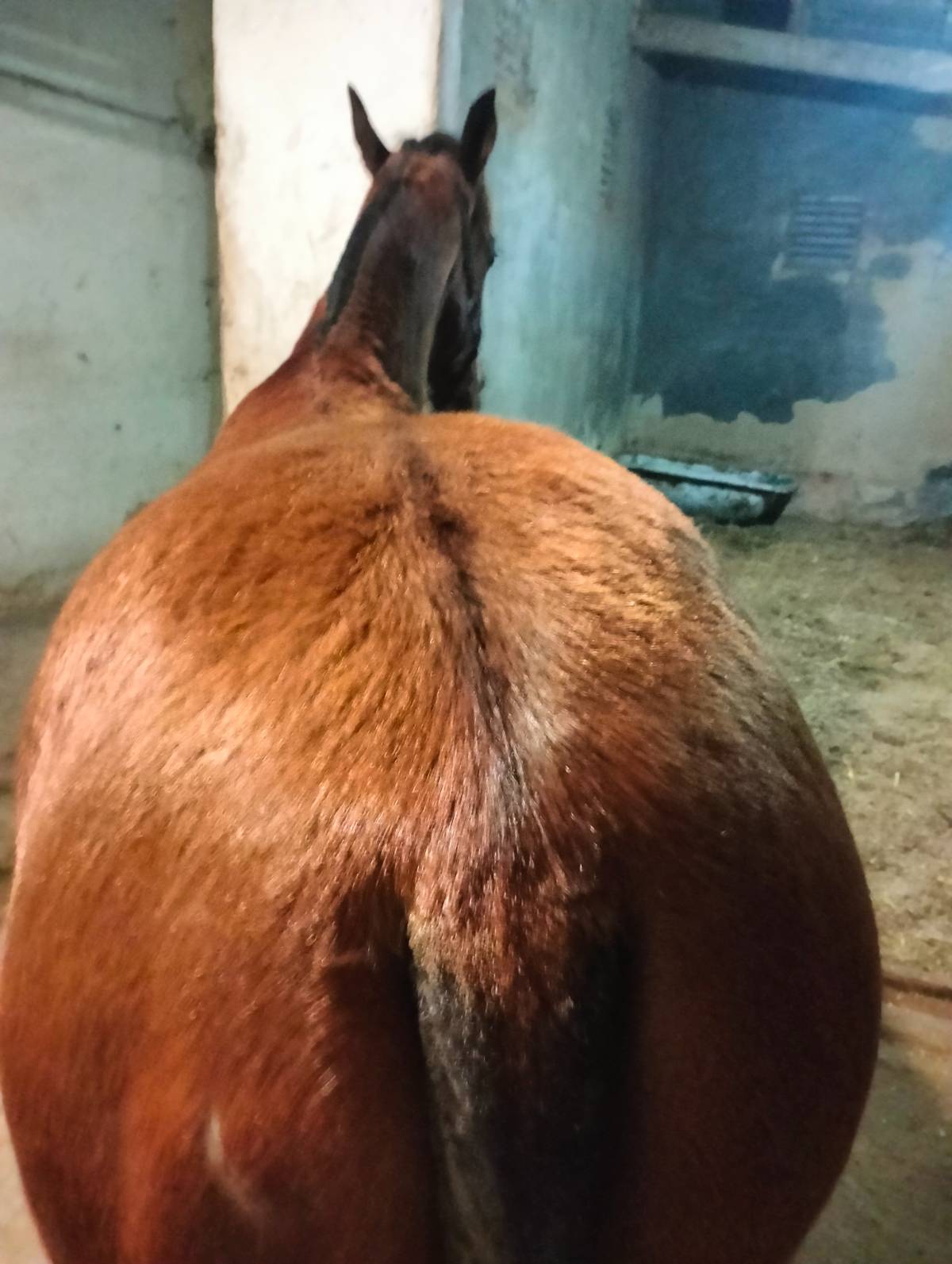 Compro caballo yegua potro máximo 500€ zona Asturias y colindantes - imagen 1