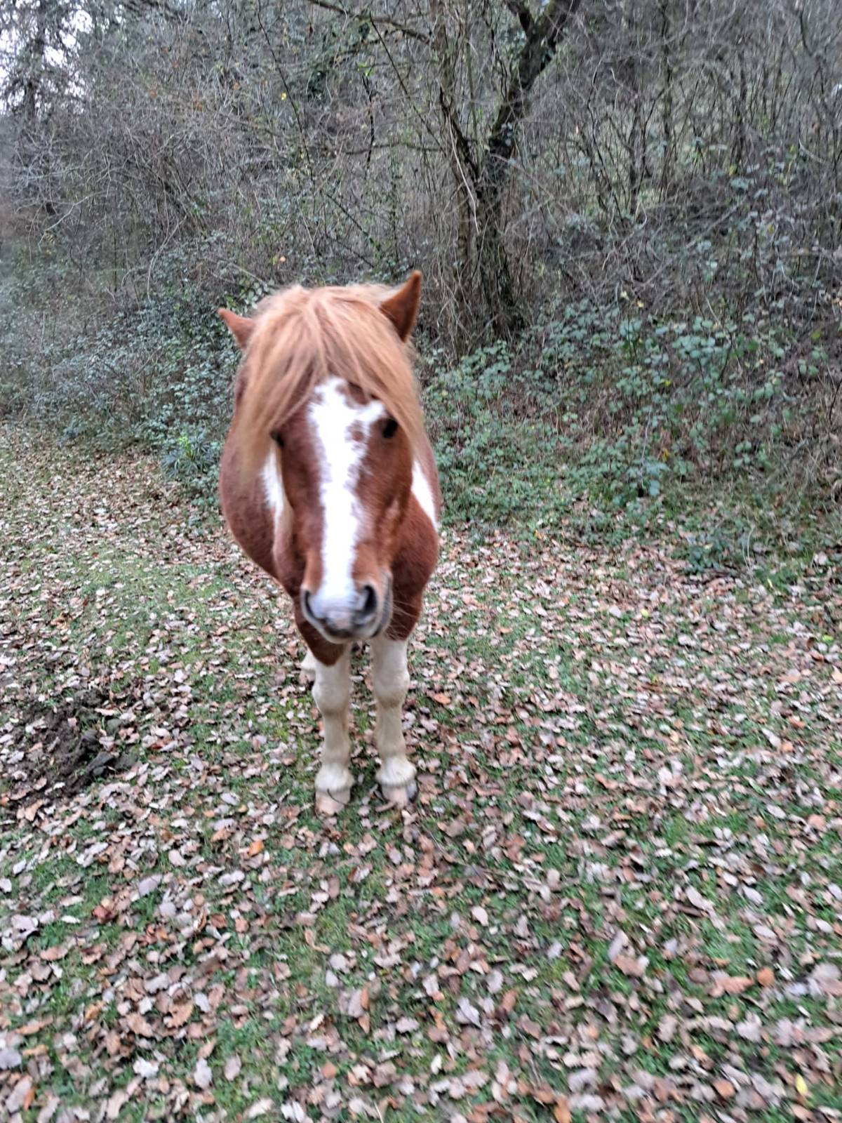 Se vende o se cambia  - imagen 1