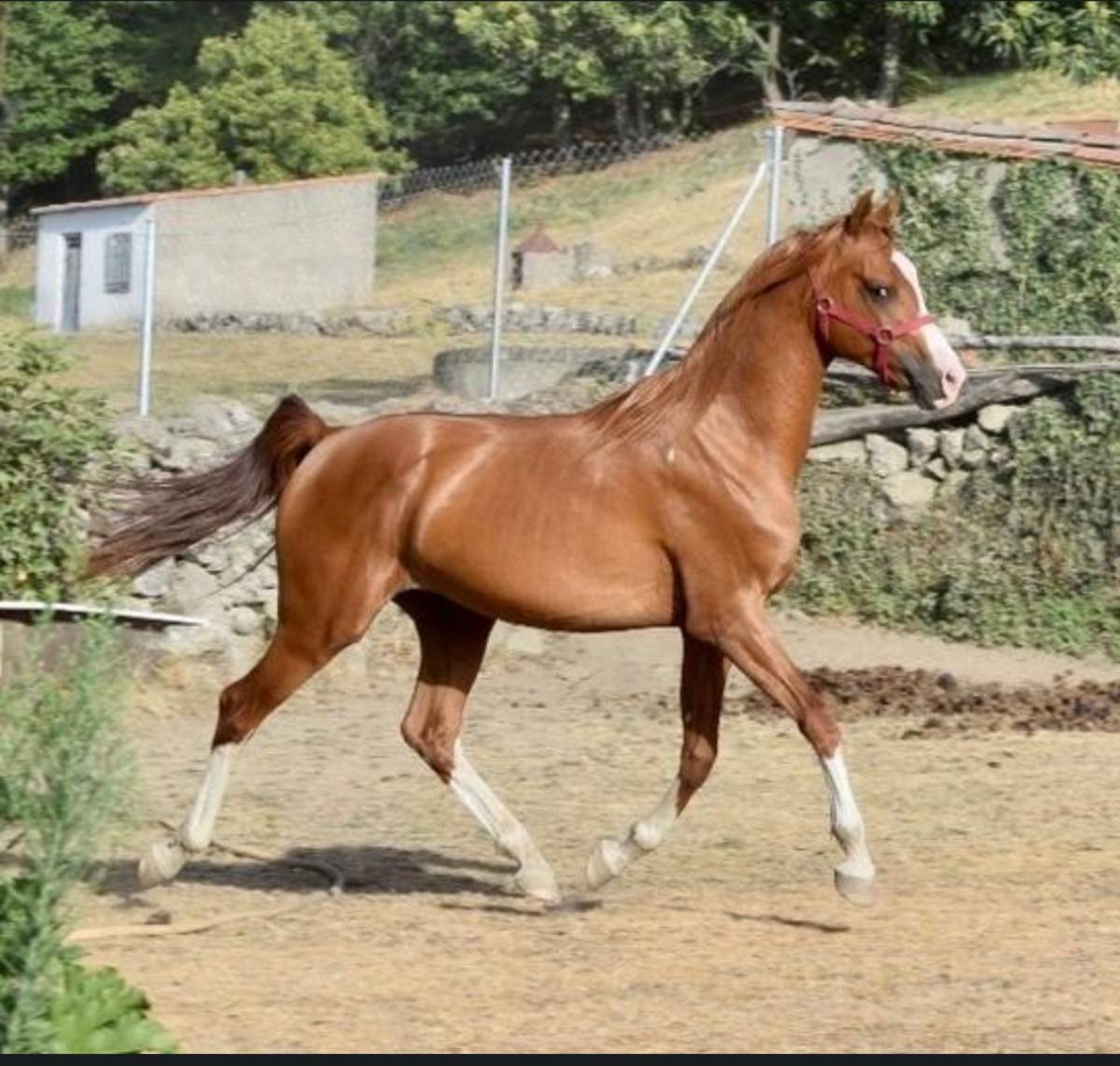 Semental pura raza arabe - imagen 1