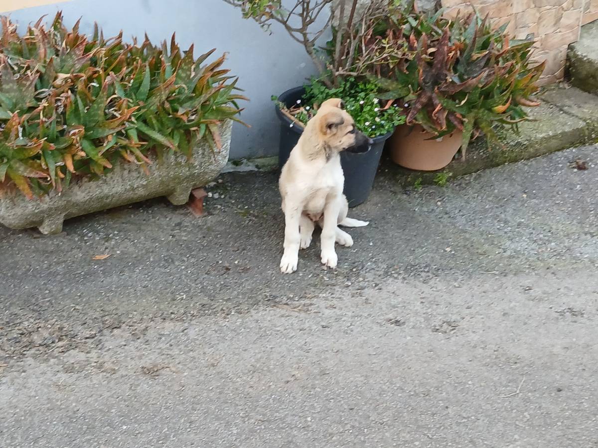 Se regala Perrina - imagen 1