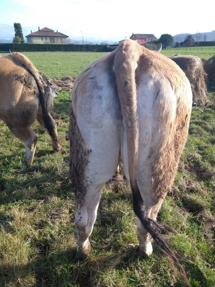 Se venden vacas preñadas y paridas. - imagen 1