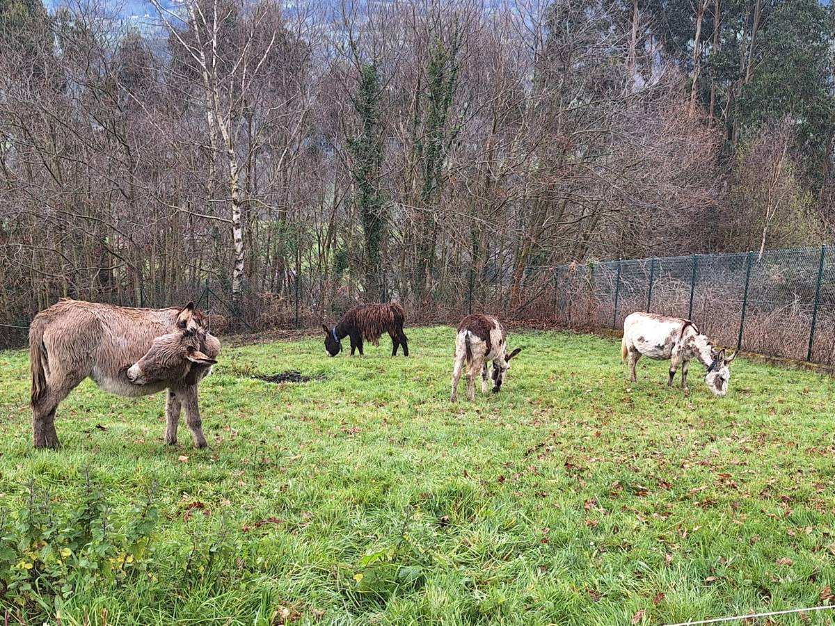 lote burras y burro  - imagen 1