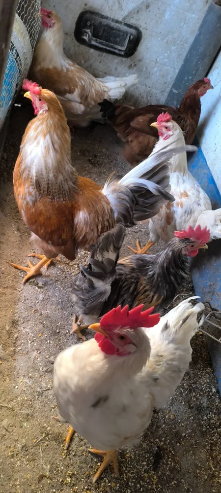 Gallos 7meses - imagen 1